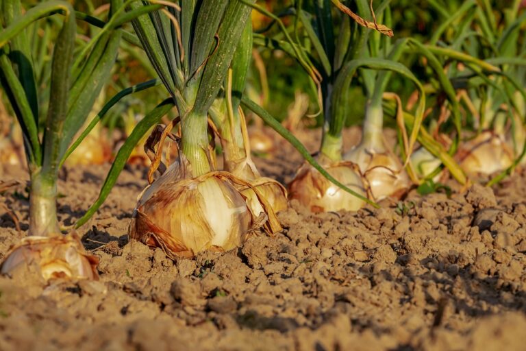 Nasiona cebuli – gdzie je znaleźć?